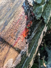 Tulasnella aurantiaca