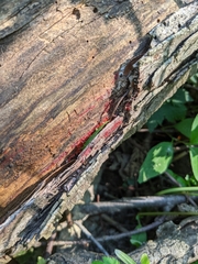 Tulasnella aurantiaca