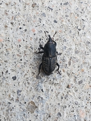 Sphenophorus cicatristriatus