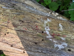 Tulasnella aurantiaca