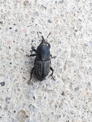 Sphenophorus cicatristriatus