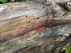 Tulasnella aurantiaca