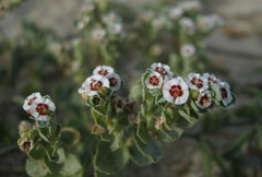 Euphorbia leucophylla