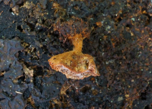 Coltriciella dependens image
