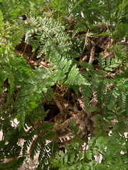 Davallia fejeensis