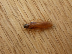 Dyakinodes centralis