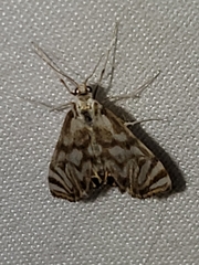 Petrophila canadensis