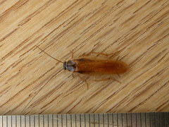 Dyakinodes centralis