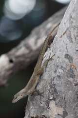 Anolis desechensis