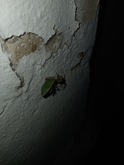 Parasteatoda tepidariorum