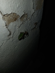 Parasteatoda tepidariorum