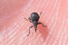 Ischnopterapion virens