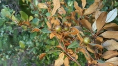 Psorospermum