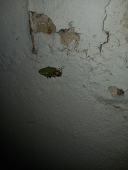 Parasteatoda tepidariorum
