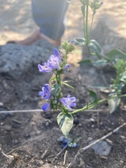 Penstemon humilis