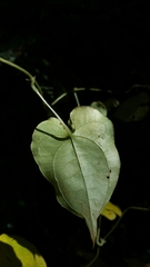 Dioscorea seriflora