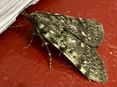 Aglossa pinguinalis
