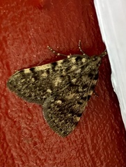 Aglossa pinguinalis