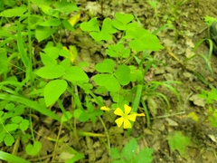 Oxalis grandis