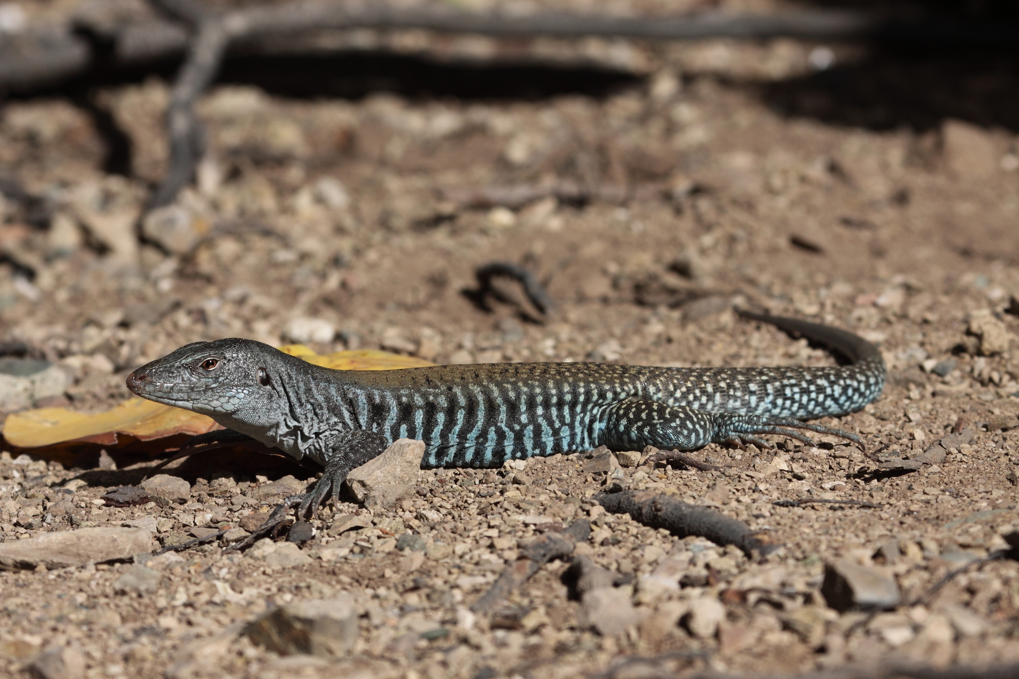 Desecheo Groundlizard