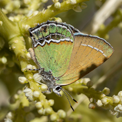 Callophrys mcfarlandi