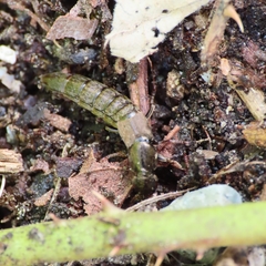 Ocypus aeneocephalus