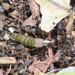 Ocypus aeneocephalus