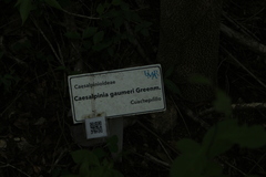 Cenostigma gaumeri