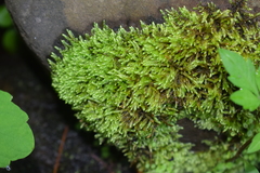 Pseudohygrohypnum eugyrium