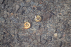 Planorbella campanulata