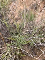 Parryella filifolia
