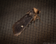 Proteuxoa testaceicollis