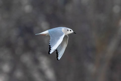 Chroicocephalus philadelphia