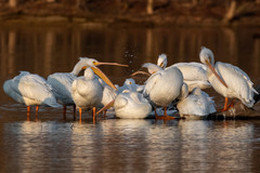 Pelecanus erythrorhynchos