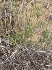 Parryella filifolia