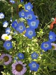 Nemophila menziesii