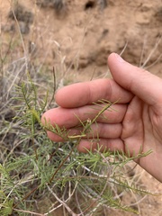 Parryella filifolia