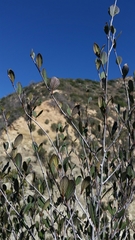 Cercocarpus betuloides betuloides