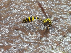 Phimenes flavopictus flavopictus