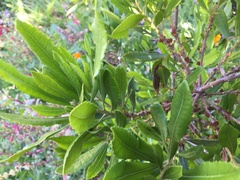 Morella californica