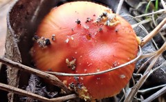 Russula persanguinea