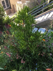Morella californica