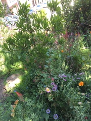 Morella californica