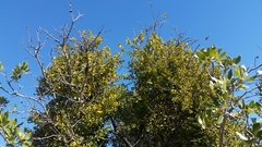 Phoradendron leucarpum tomentosum