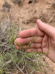 Parryella filifolia