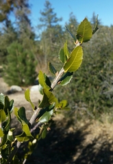 Quercus wislizeni frutescens