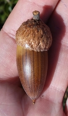 Quercus wislizeni frutescens