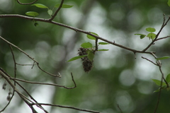 Heliocarpus donnellsmithii