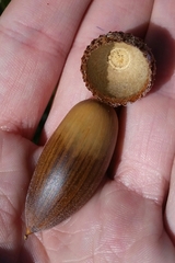 Quercus wislizeni frutescens