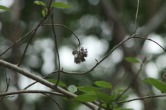 Heliocarpus donnellsmithii